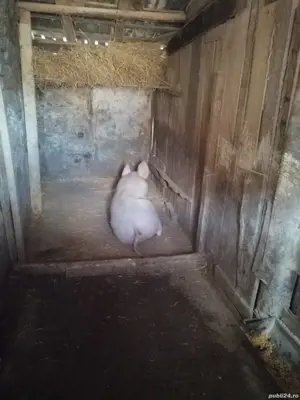 Vînd o scrofiță de aprox 100 de kg 16 RON kg 