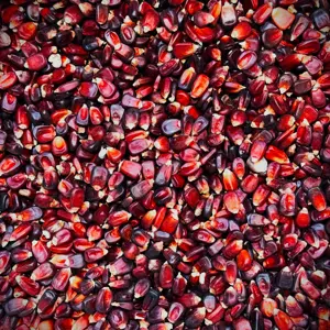 Vând porumb roșu boabe soi nu hibrid, CALITATE GARANTATA - imagine 2