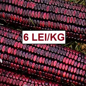 Vând porumb roșu boabe soi nu hibrid, CALITATE GARANTATA