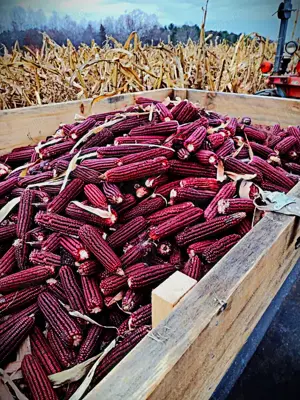 Vând porumb roșu boabe soi nu hibrid, CALITATE GARANTATA - imagine 3