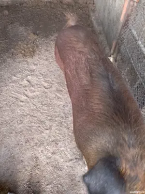 se sacrifica pe data de 05 04 purcea duroc