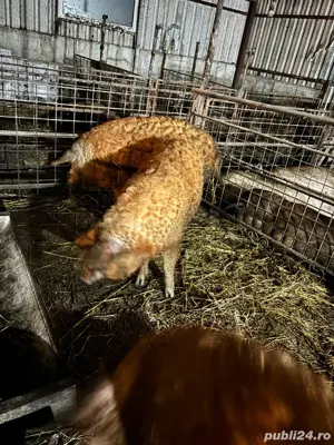De vanzare porci mangalita taiati sau in viu - imagine 4
