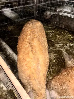 De vanzare porci mangalita taiati sau in viu - imagine 2