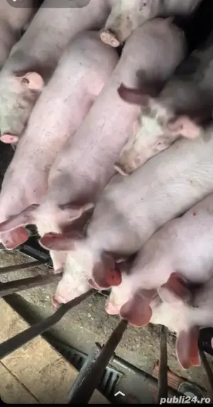 vând șoldanii de la 50 la 60 de kg de carne