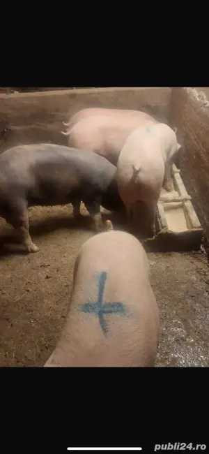 vând porci de carne diferite mărimi 