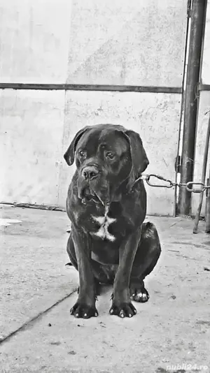 Vând Cane Corso Urgent!