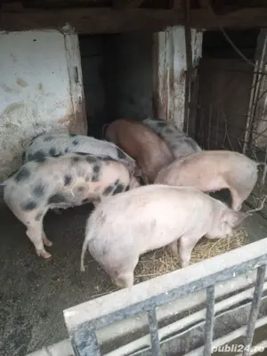 porci de vanzare
