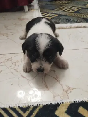 Bichon malteze de vanzare