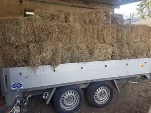 Vand baloti fan 2025