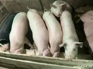 vand porci 