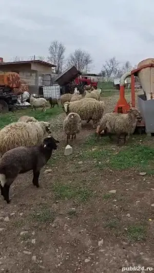 Vand miei si oi grase