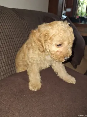 Pudel pitic - imagine 3