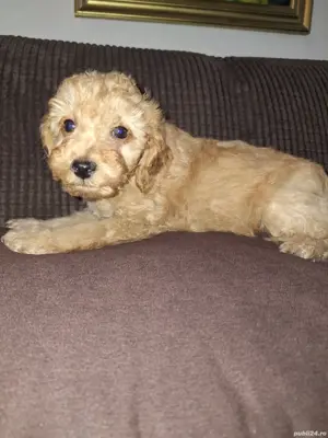 Pudel pitic - imagine 5