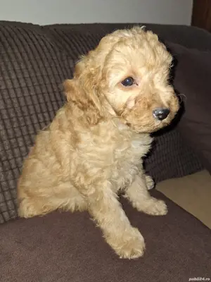 Pudel pitic - imagine 2