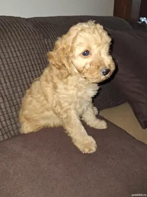 Pudel pitic - imagine 4