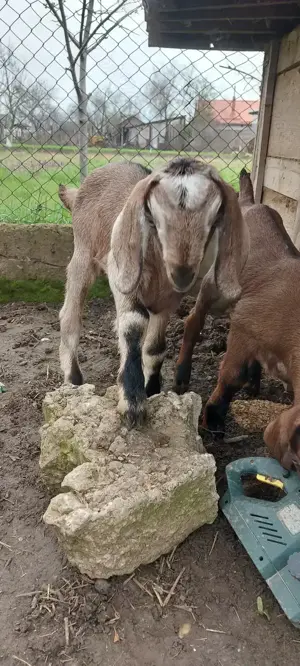 Capră cu iezi de vânzare 