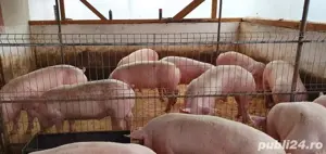 Porci si purcei