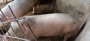Porc de carne disponibil