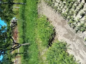 Puieti molid pentru plantat 