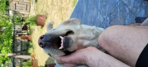 Labrador 5 ani cu carnet de sănătate.foarte prietenos și inteligent.