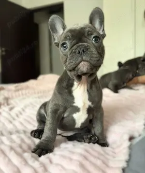 Buldog francez blue