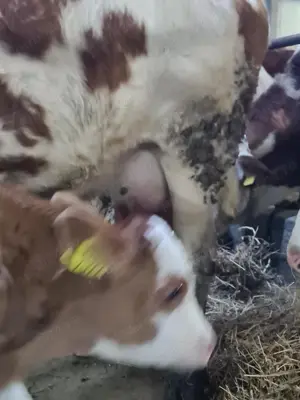 Vaca bălțată românească 