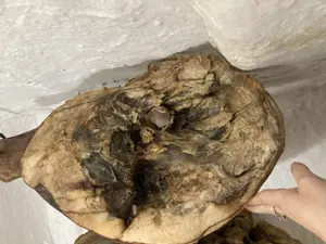 De vânzare jambon de porc maturat 