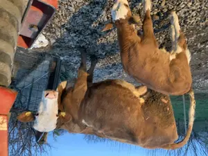 Vaca bălțată românească 
