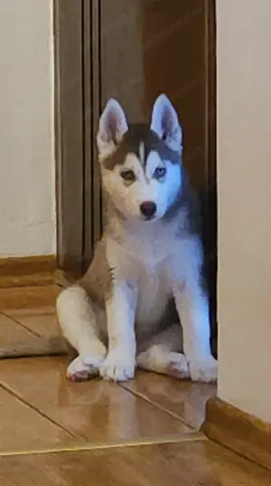 Pui Husky Siberian