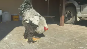 Vând cocoși Brahma Herminat Închis  - imagine 3