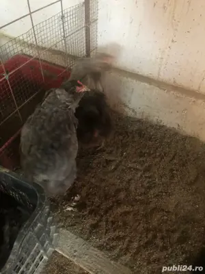 Araucana cocos - imagine 2