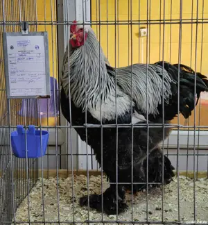 Vând cocoși Brahma Herminat Închis  - imagine 2