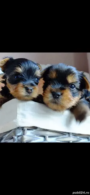 Yorkshire terrier