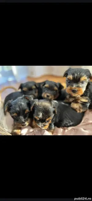 Yorkshire terrier - imagine 2