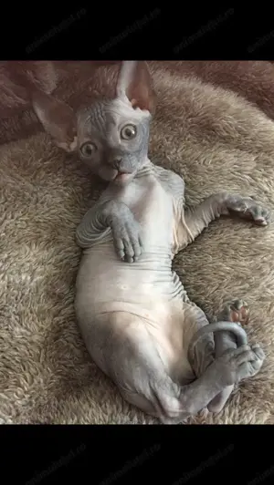 Pisici sphynx fără par - imagine 4