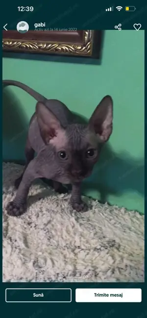 Pisici sphynx fără par - imagine 3