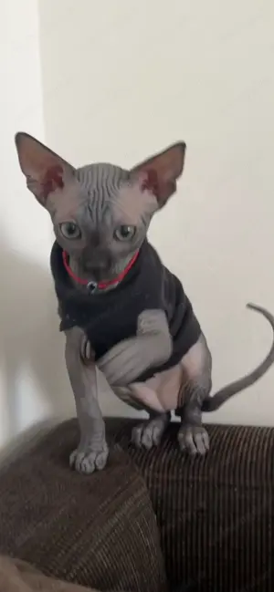Pisici sphynx fără par - imagine 5