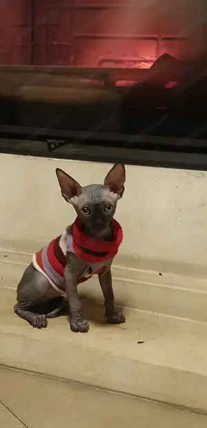 Pisici sphynx fără par - imagine 2