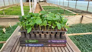 Vand rasaduri legume: Vand rasad de rosii   rasad tomate - imagine 2