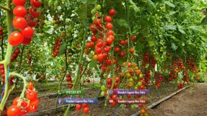 Vand rasaduri legume: Vand rasad de rosii   rasad tomate - imagine 8