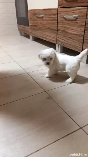 bichon maltez alb talie normala