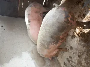 Vând scroafe  - imagine 3