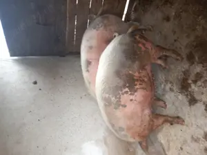 Vând scroafe  - imagine 2