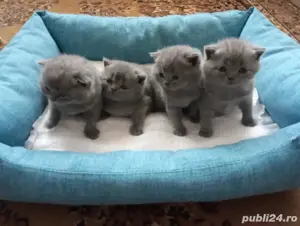 pisici British Shorthair 