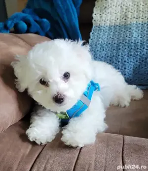 bichon maltez talie standard nu toy