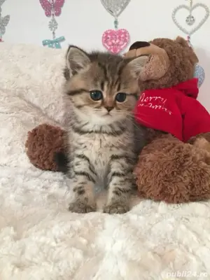 British shorthair
