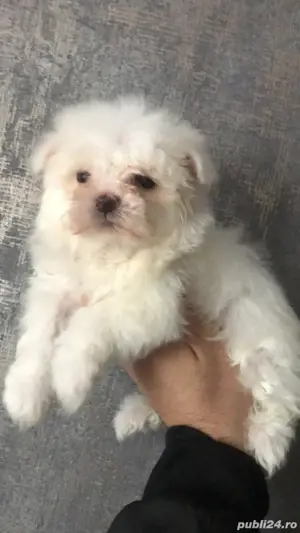 bichon maltez 2 luni  - imagine 3