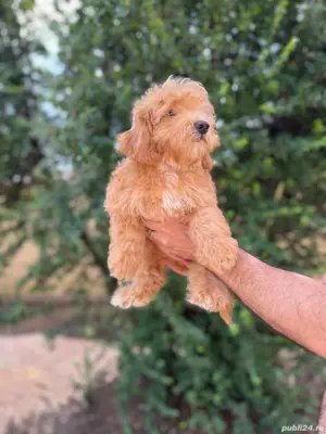 cavapoo 