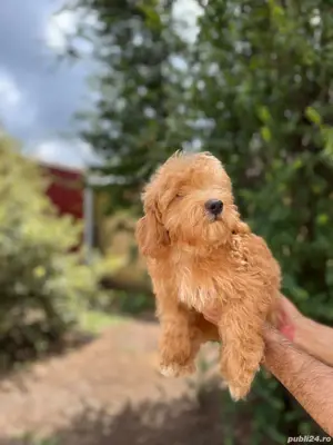 cavapoo  - imagine 3 cavapoo  - imagine 3