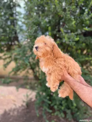 cavapoo  - imagine 2 cavapoo  - imagine 2